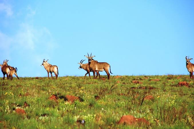 Nkhotakota Wildlife Reserve